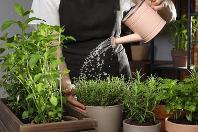 Woman watering different herbs with can indoors, closeup