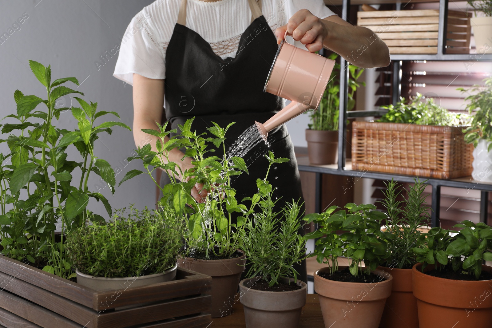 Photo of Woman watering different herbs with can at table indoors, closeup