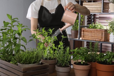 Photo of Woman watering different herbs with can at table indoors, closeup