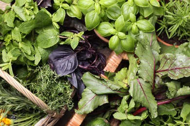 Photo of Different aromatic herbs as background, closeup view