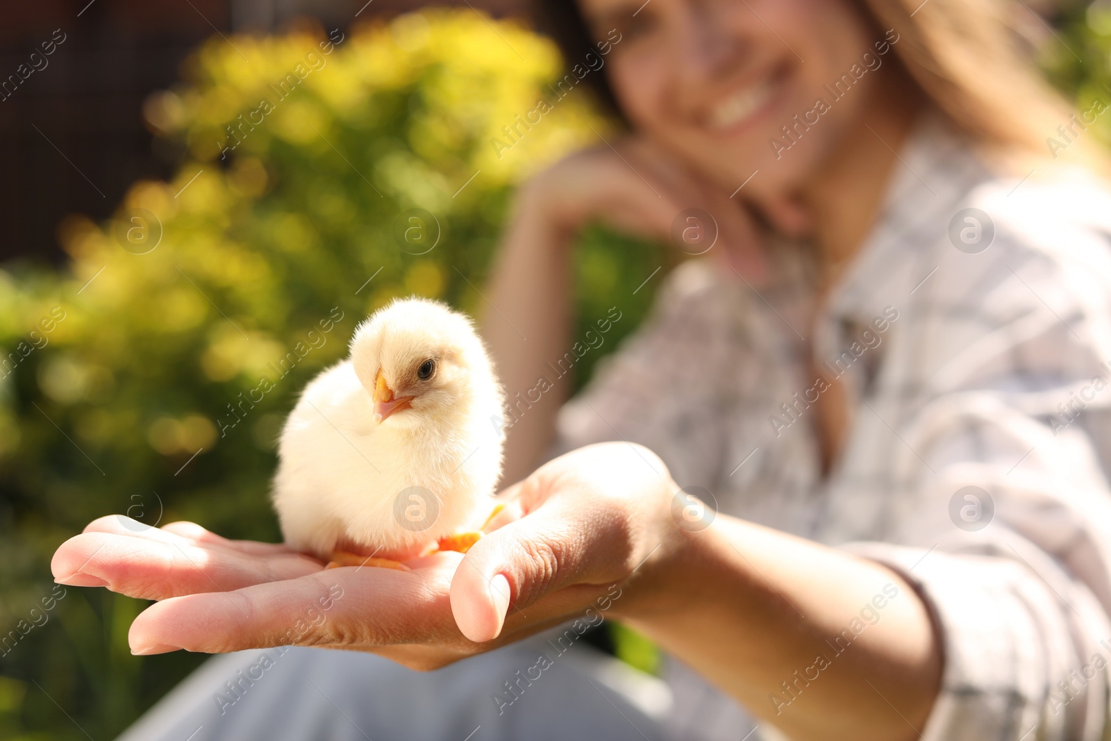 Photo of Woman with cute chick outdoors, selective focus