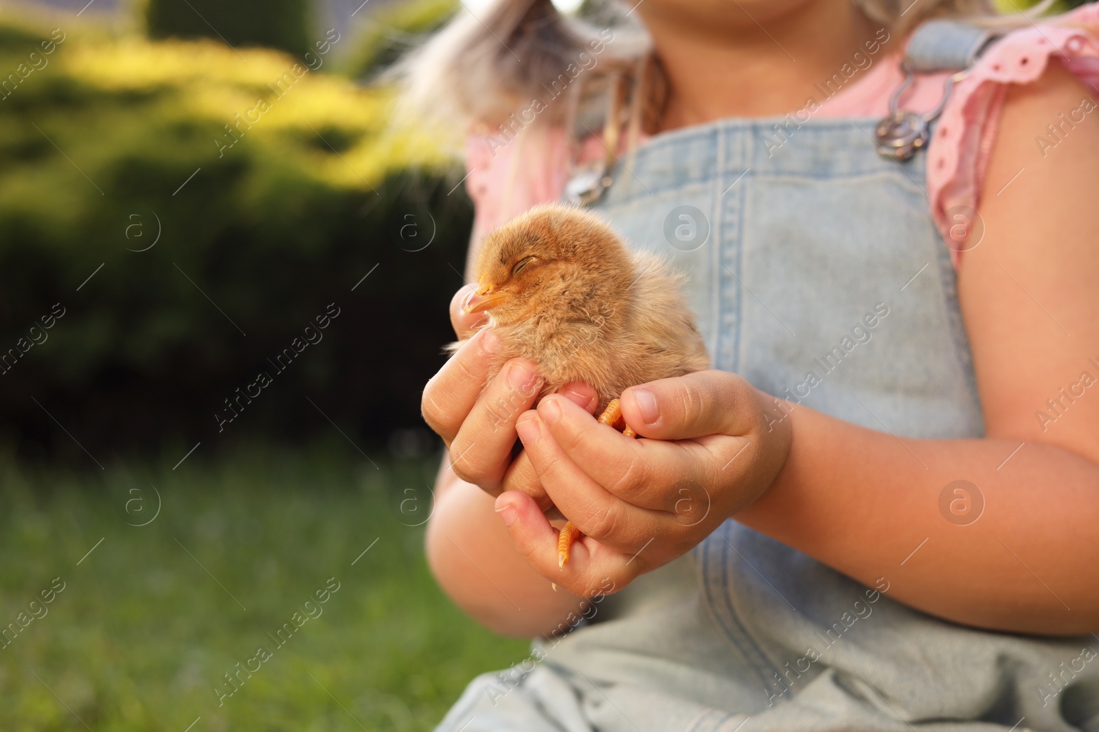 Photo of Little girl with cute chick outdoors, selective focus. Baby animal