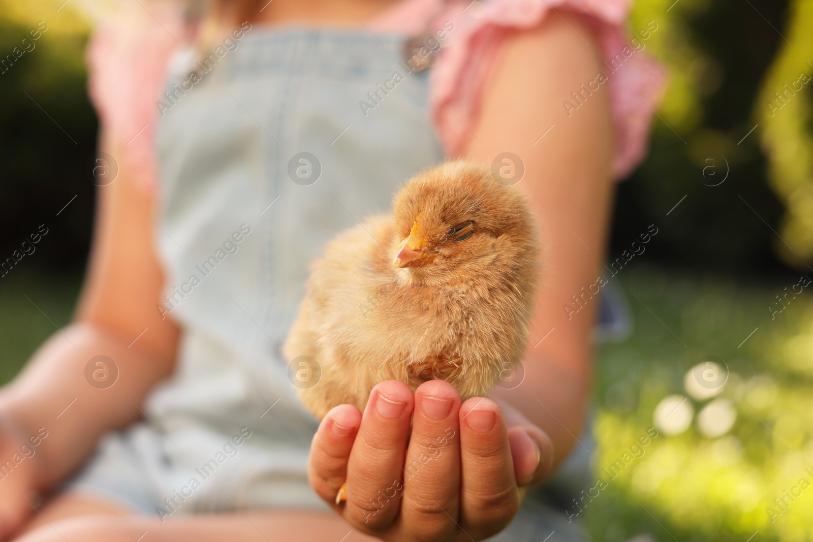 Photo of Little girl with cute chick outdoors, selective focus. Baby animal