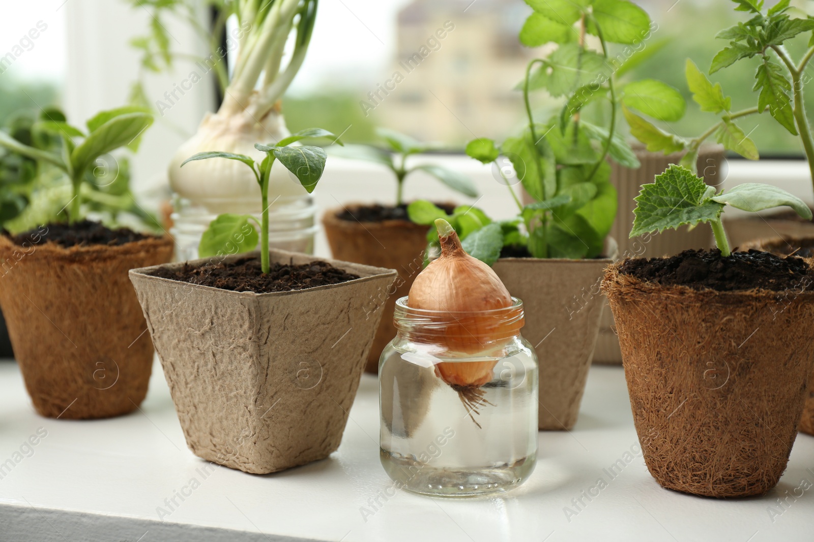 Photo of Many different seedlings in pots and sprouted onion on window sill, closeup