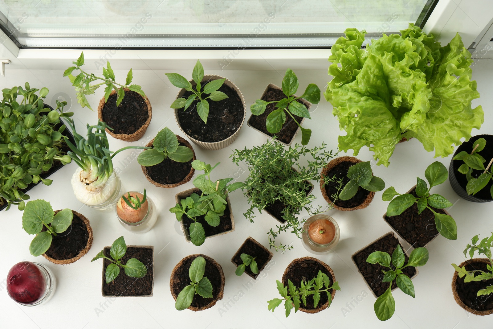 Photo of Many different seedlings in pots and sprouted onions on window sill, above view