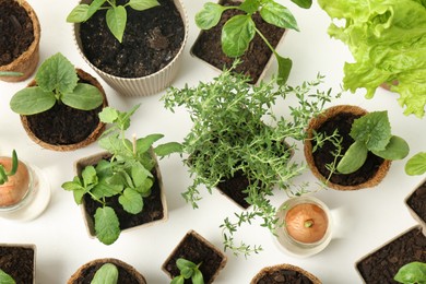 Photo of Many different seedlings in pots and sprouted onions on white background, flat lay