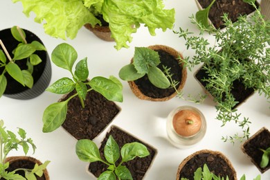 Photo of Many different seedlings in pots and sprouted onion on white background, flat lay