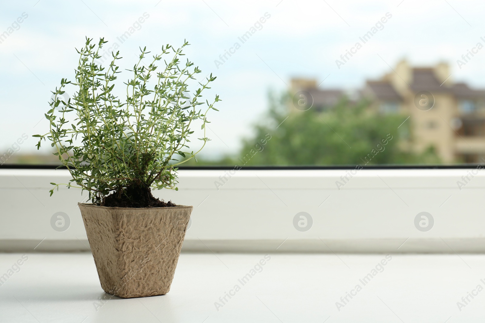 Photo of Thyme growing in peat pot on window sill. Space for text