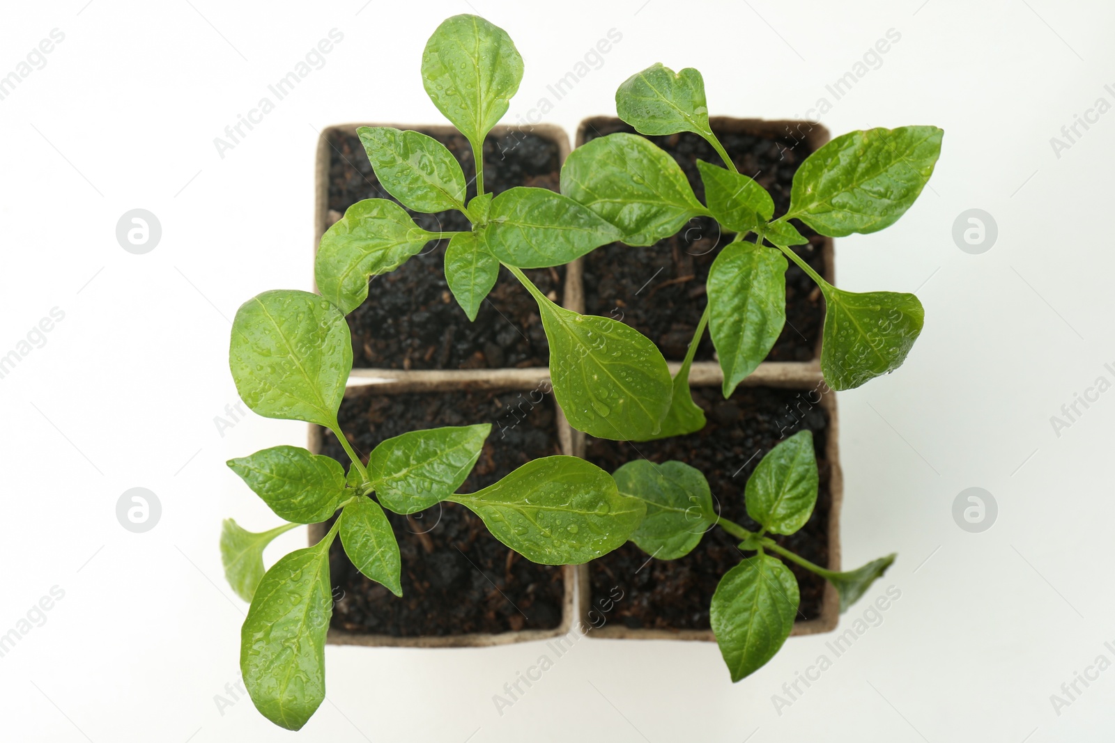 Photo of Pepper seedlings growing in pots on white background, flat lay