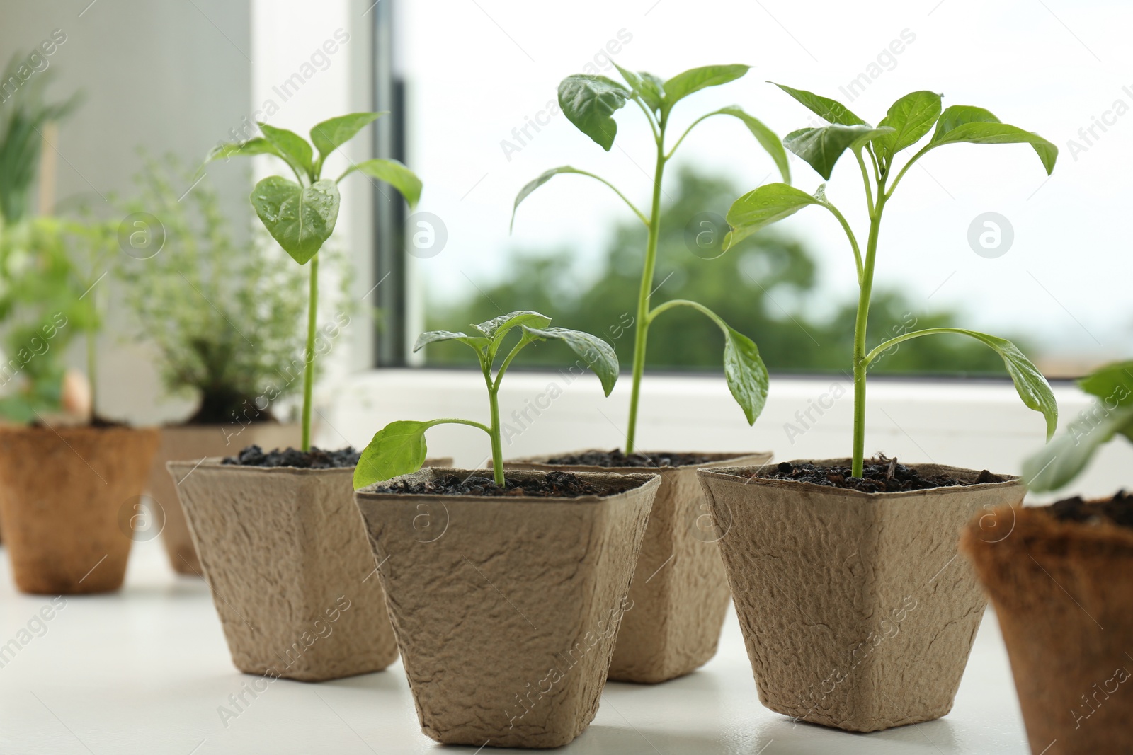 Photo of Pepper seedlings growing in peat pots on window sill, closeup