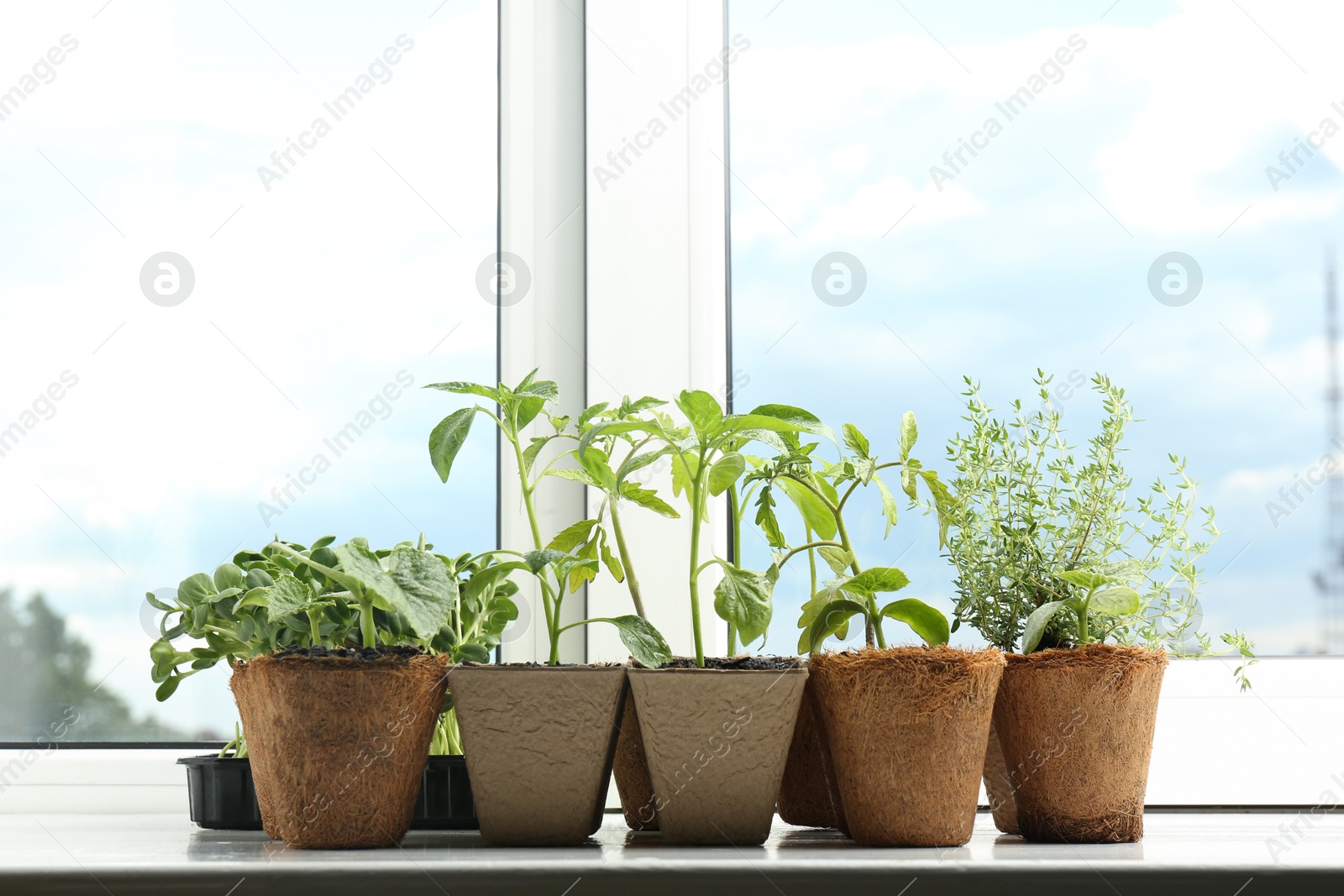 Photo of Many different seedlings growing in pots on window sill. Space for text