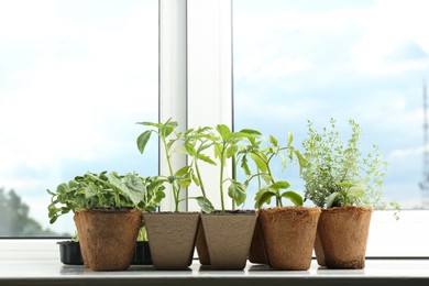 Many different seedlings growing in pots on window sill. Space for text