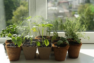 Photo of Sprinkling many different seedlings in pots on window sill, closeup