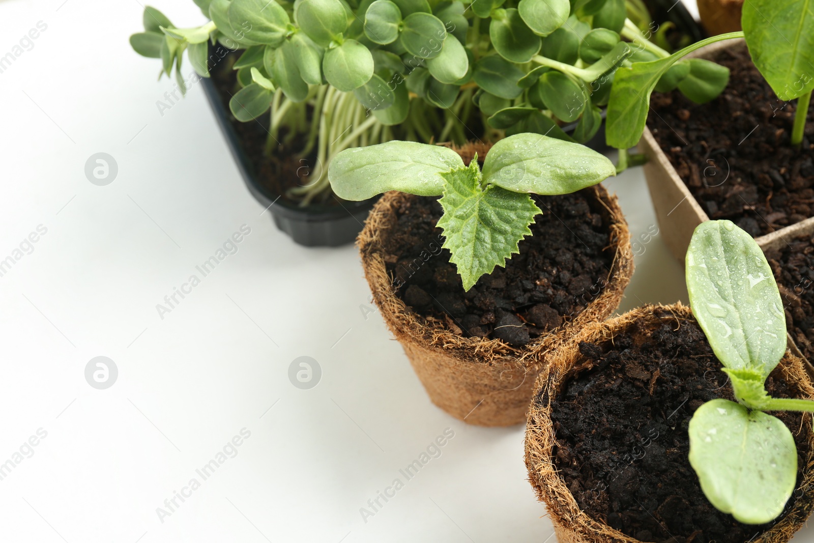 Photo of Many different seedlings growing in pots on white background, closeup. Space for text