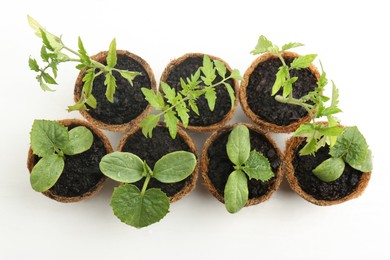 Photo of Many cucumber and tomato seedlings growing in pots on white background, flat lay