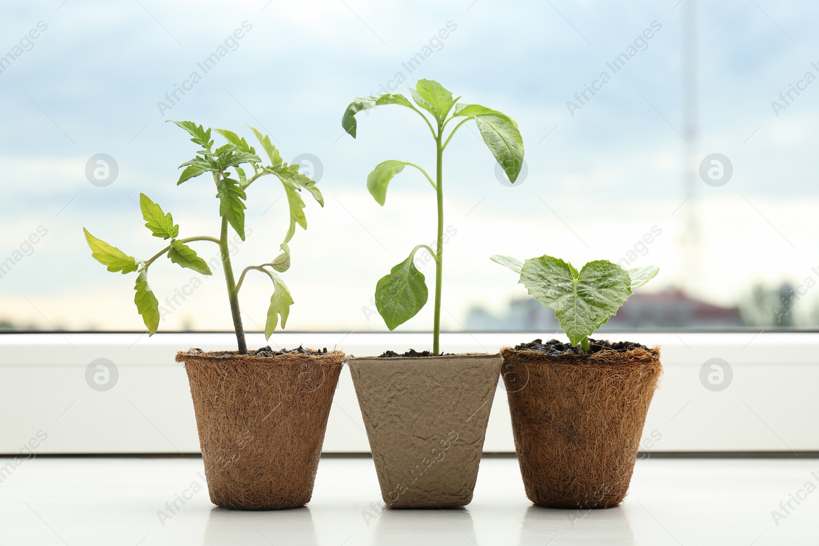 Photo of Tomato, pepper and cucumber seedlings growing in pots on window sill, closeup