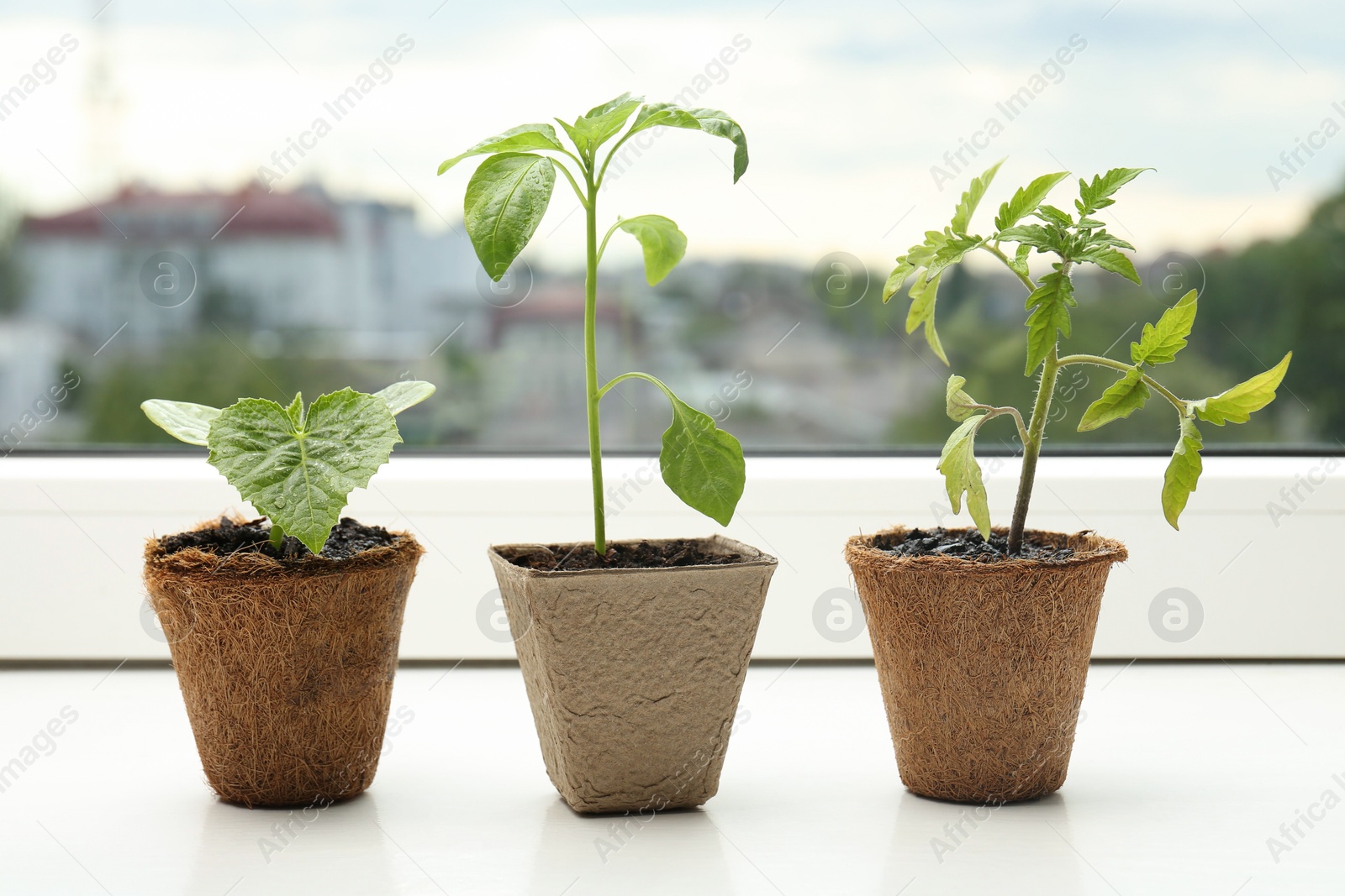 Photo of Tomato, pepper and cucumber seedlings growing in pots on window sill, closeup