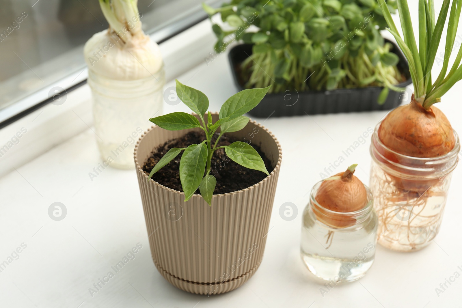 Photo of Pepper seedling and glasses with onions on window sill, closeup