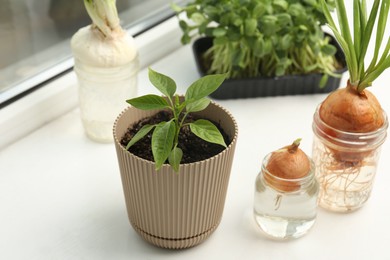 Photo of Pepper seedling and glasses with onions on window sill, closeup