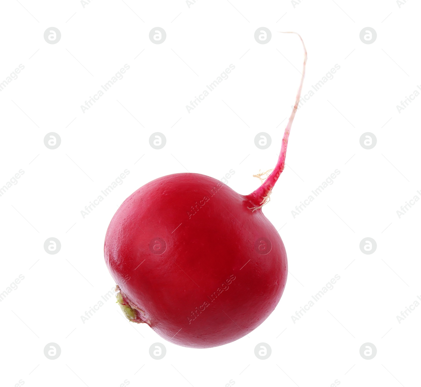 Photo of One fresh ripe radish isolated on white