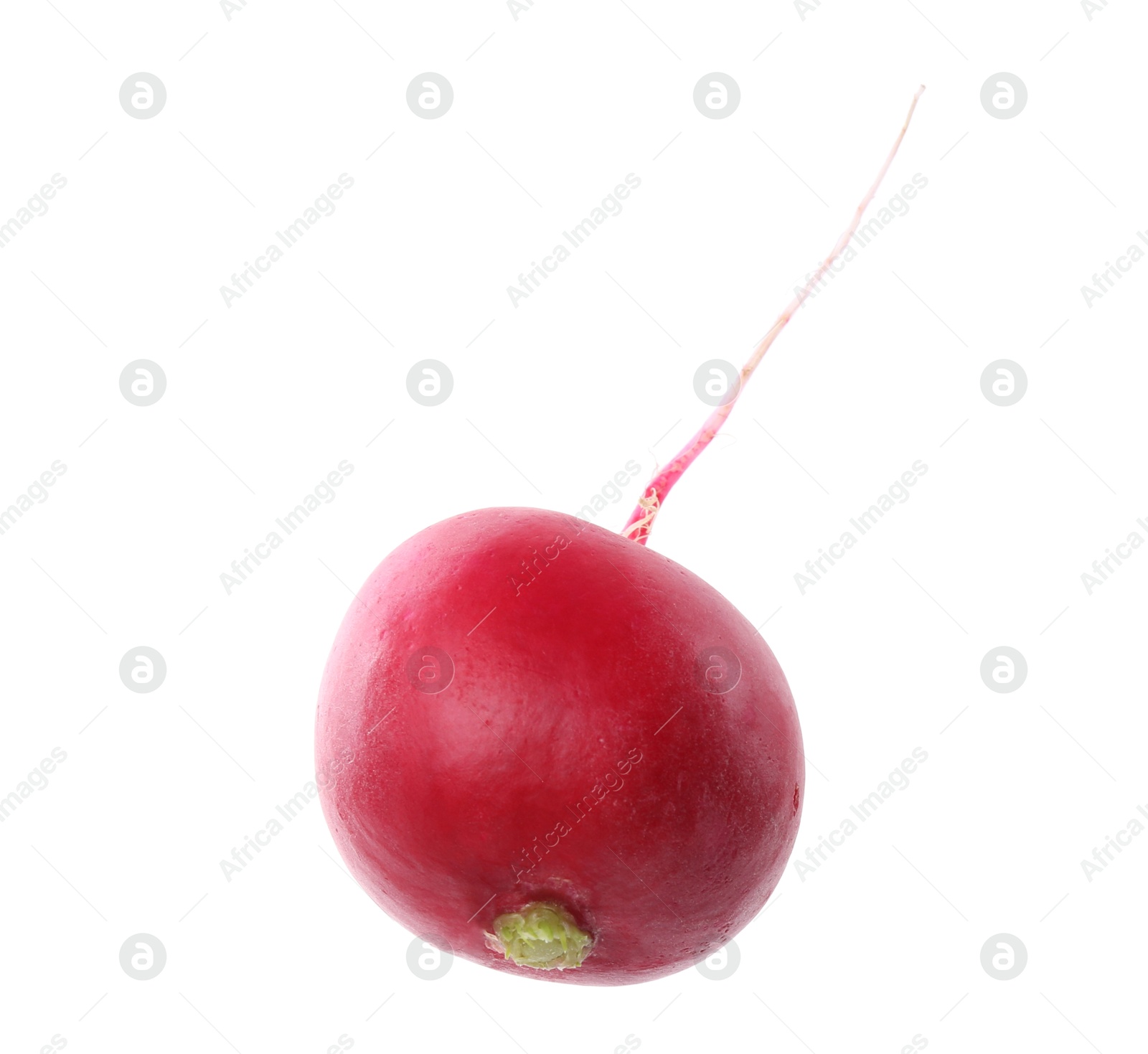 Photo of One fresh ripe radish isolated on white