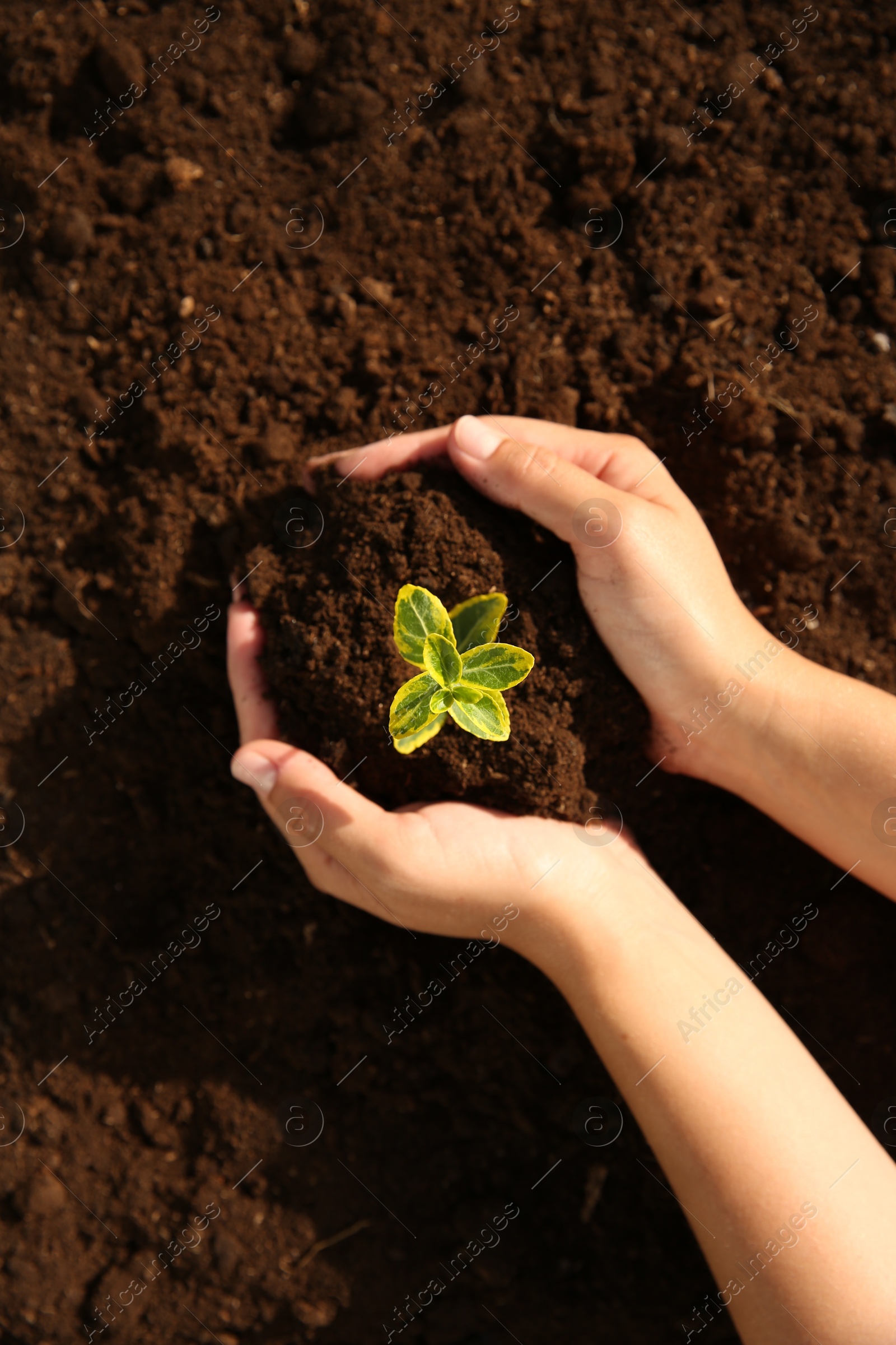 Photo of Woman holding seedling with soil outdoors, top view