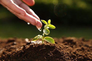 Photo of Woman watering young seedling outdoors on sunny day, closeup
