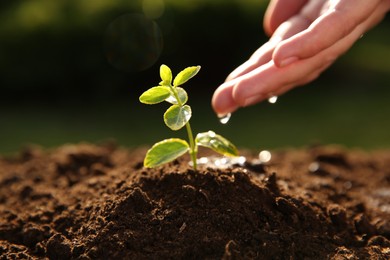 Woman watering young seedling outdoors on sunny day, closeup