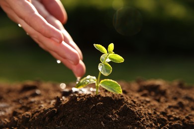 Photo of Woman watering young seedling outdoors on sunny day, closeup