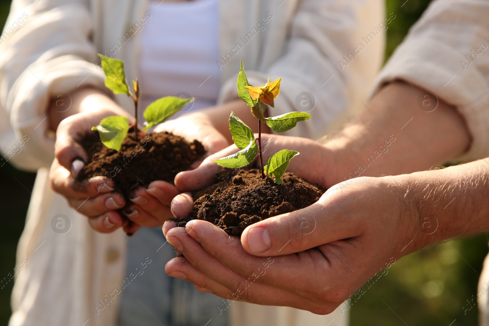 Photo of Couple holding seedlings with soil outdoors, closeup