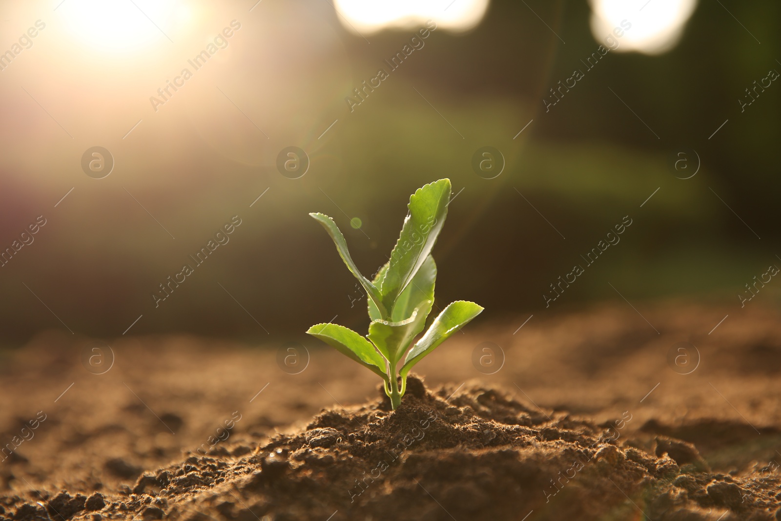 Photo of Young seedling growing in soil outdoors on sunny day, closeup