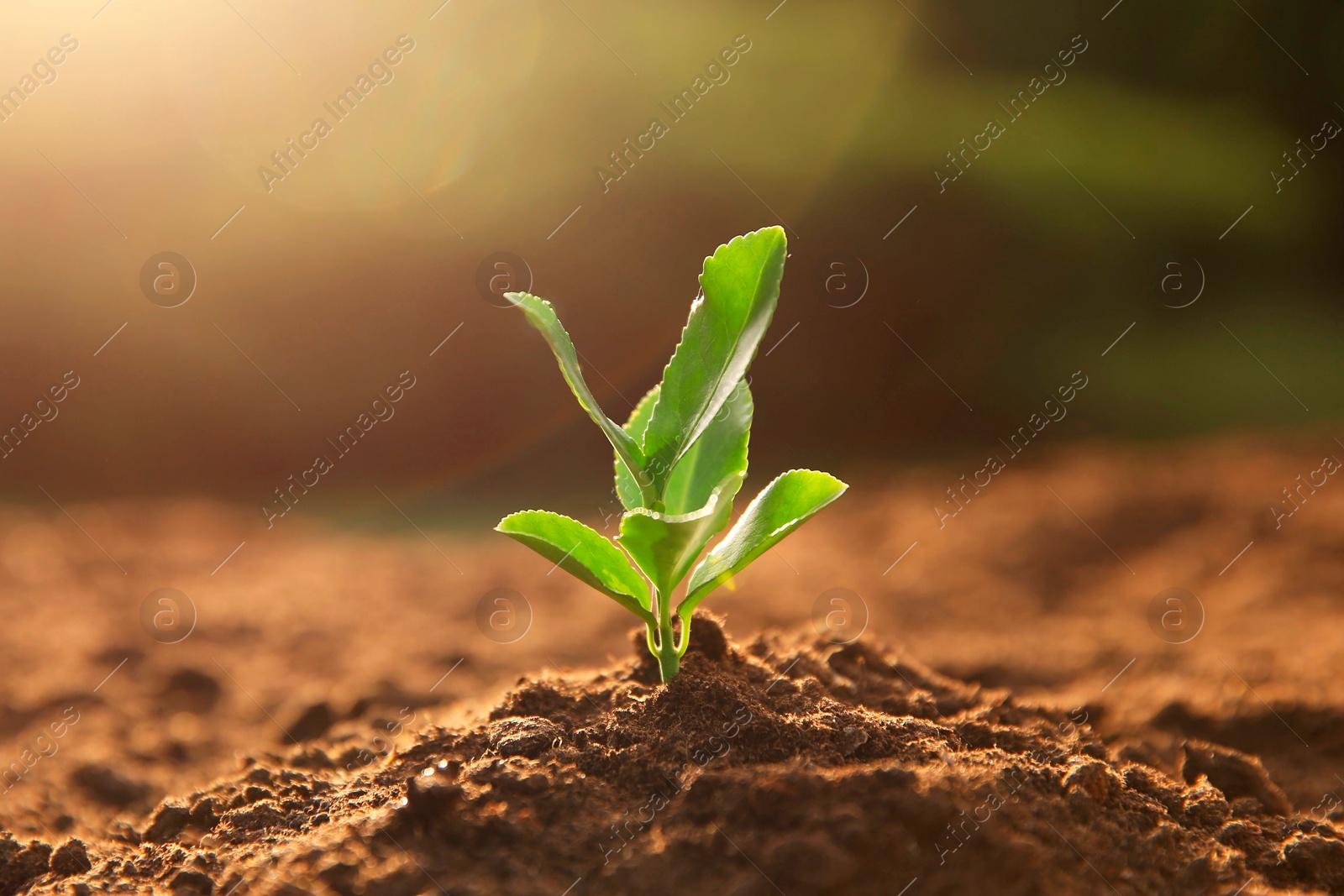 Photo of Young seedling growing in soil outdoors on sunny day, closeup