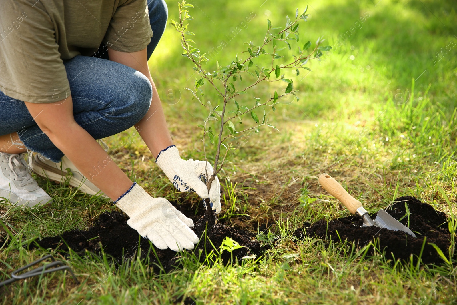 Photo of Woman planting tree in garden, closeup. Space for text