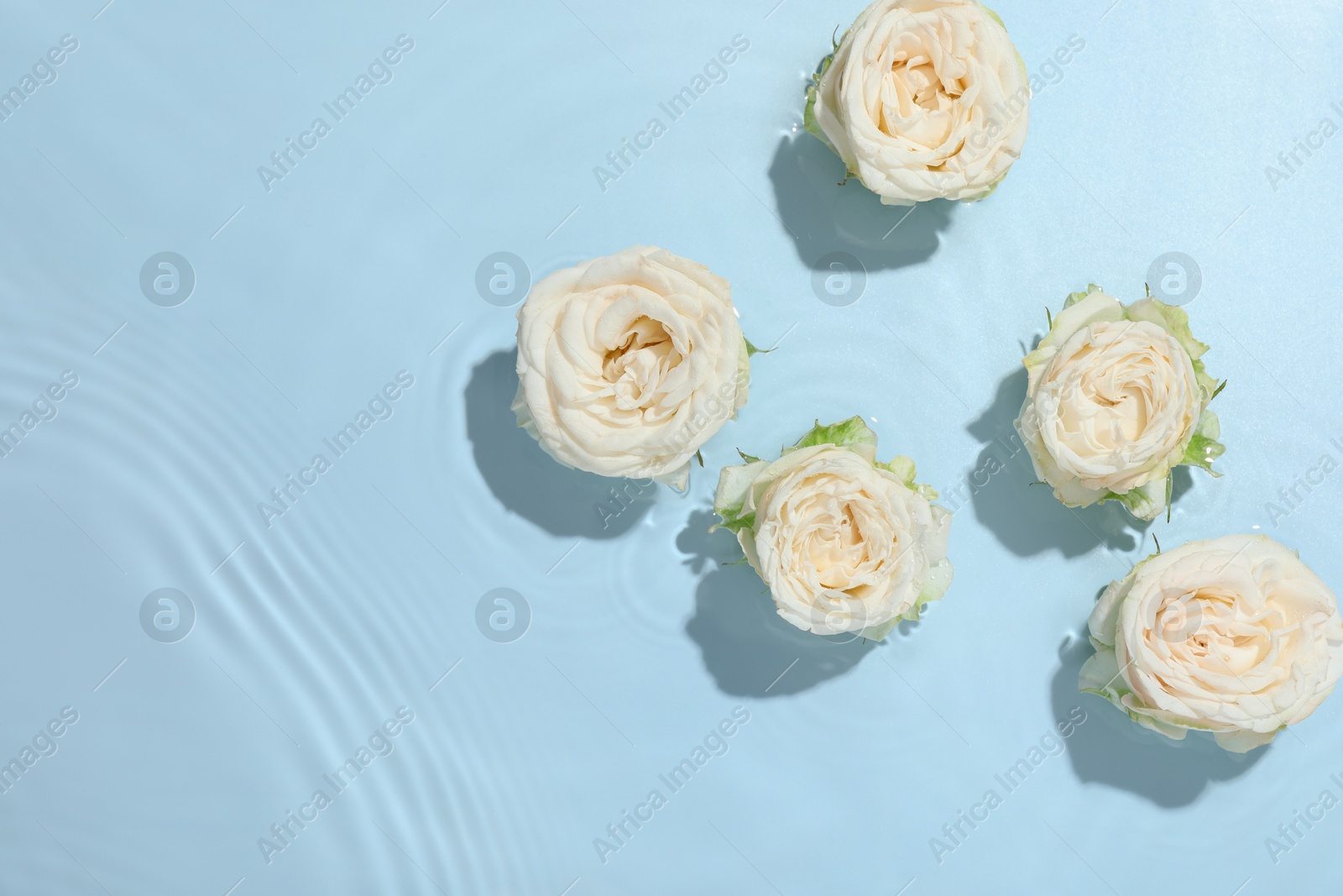 Photo of Beautiful rose flowers in water on light blue background, top view. Space for text