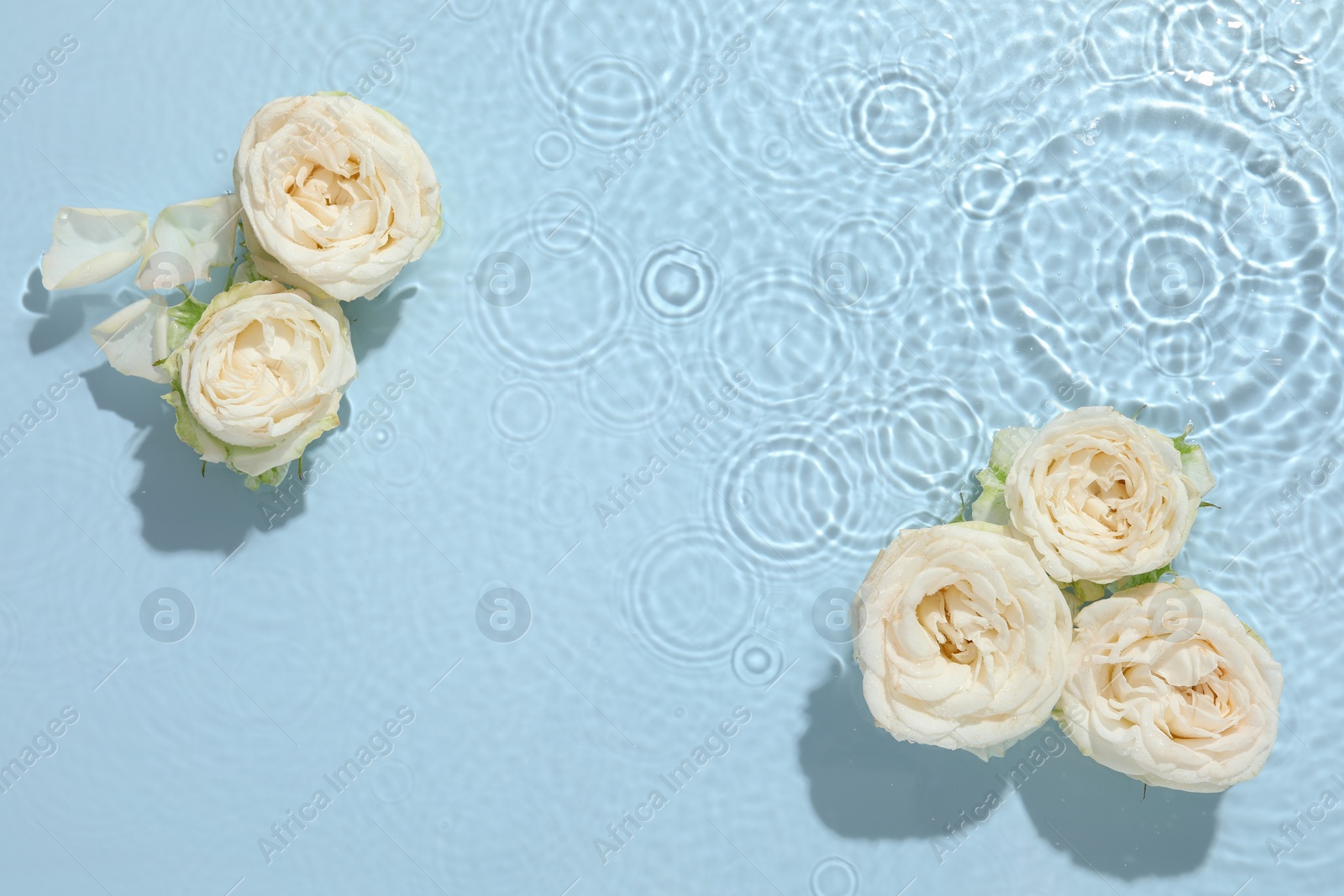 Photo of Beautiful rose flowers in water on light blue background, top view. Space for text