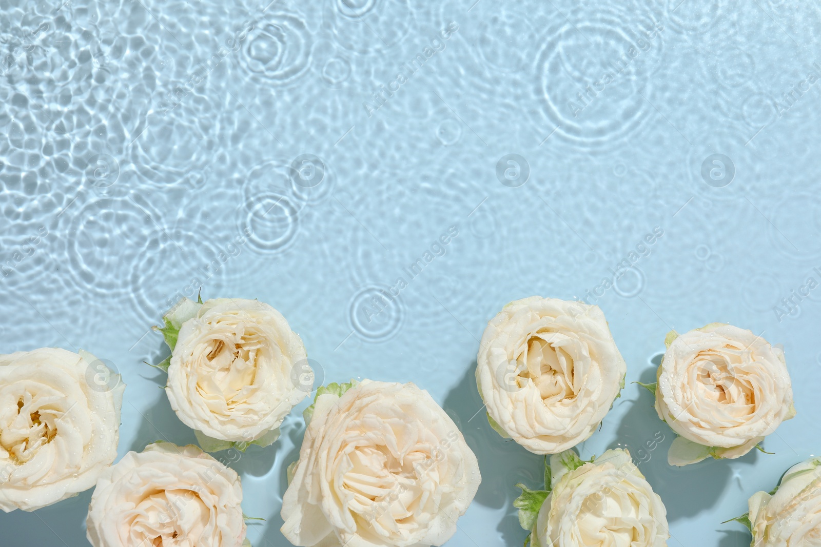 Photo of Beautiful rose flowers in water on light blue background, top view. Space for text