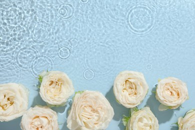 Beautiful rose flowers in water on light blue background, top view. Space for text