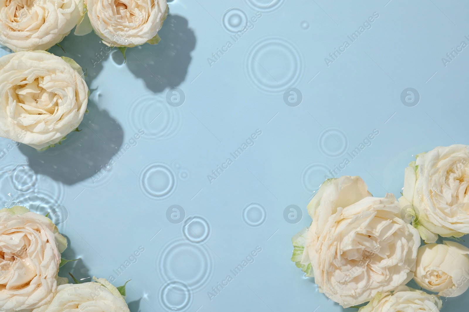 Photo of Beautiful rose flowers in water on light blue background, top view. Space for text