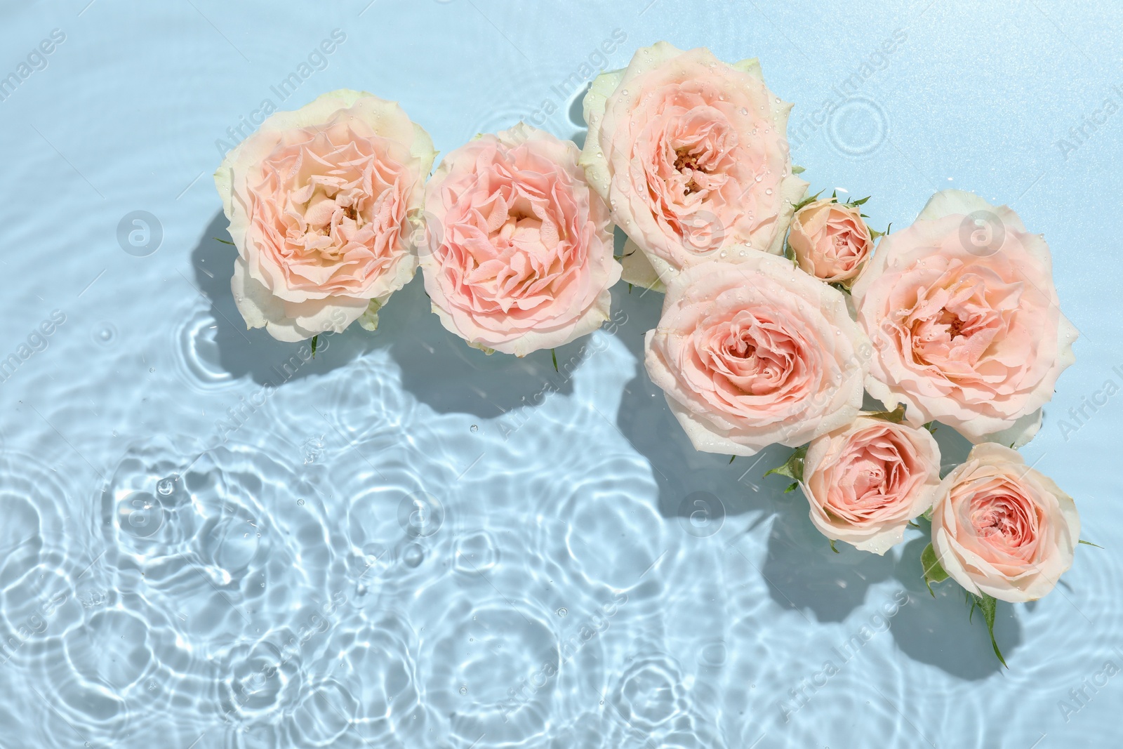 Photo of Beautiful rose flowers in water on light blue background, top view