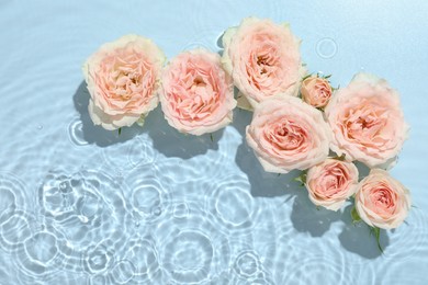 Beautiful rose flowers in water on light blue background, top view