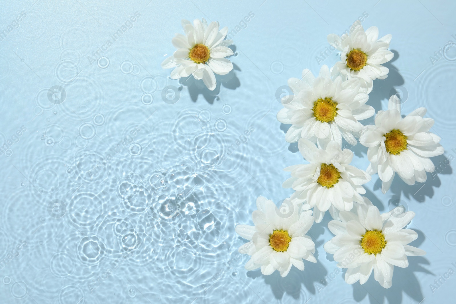 Photo of Beautiful daisy flowers in water on light blue background, top view. Space for text