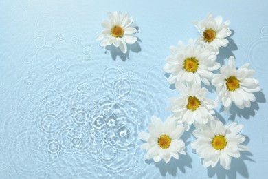 Photo of Beautiful daisy flowers in water on light blue background, top view. Space for text