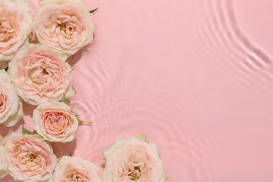 Beautiful rose flowers in water on pink background, top view. Space for text