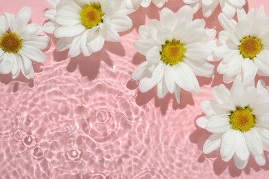 Photo of Beautiful daisy flowers in water on pink background, top view. Space for text