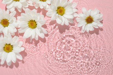 Photo of Beautiful daisy flowers in water on pink background, top view. Space for text