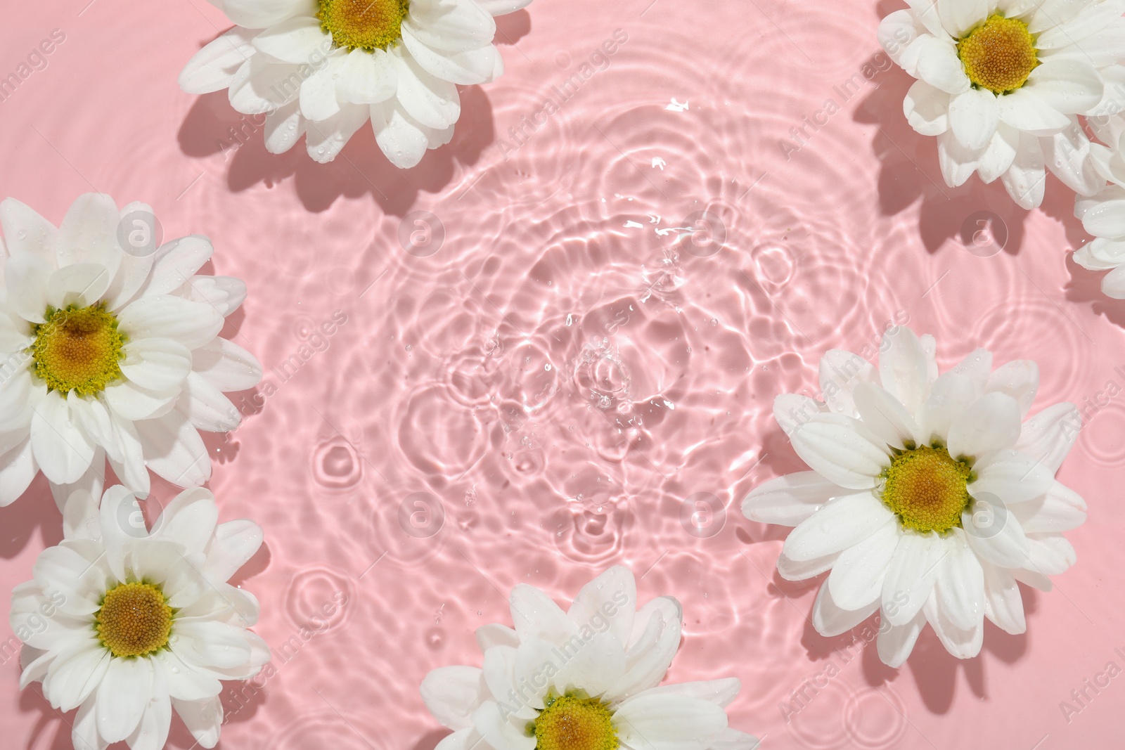 Photo of Beautiful daisy flowers in water on pink background, top view. Space for text