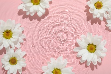 Beautiful daisy flowers in water on pink background, top view. Space for text