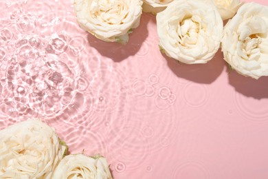 Beautiful rose flowers in water on pink background, top view. Space for text