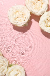 Photo of Beautiful rose flowers in water on pink background, top view. Space for text