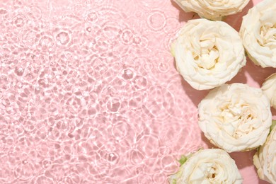 Photo of Beautiful rose flowers in water on pink background, top view. Space for text
